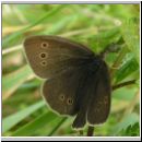 Aphantopus hyperantus - Schornsteinfeger 07.jpg